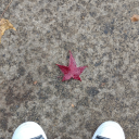 cisofe-ineptphysicist avatar