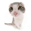 citradora-767 avatar