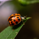 citricsunshine avatar