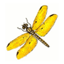 citrine-dragonfly avatar