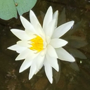 citrus-cyanide avatar