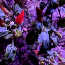 citrussunrises avatar