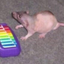 citydumpsterrat avatar