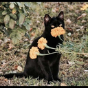 citylightsqueen avatar