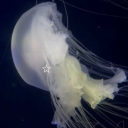 cityofneptune avatar