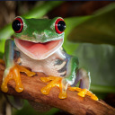 civilizedfrog avatar