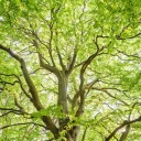 civilwarguy1863 avatar