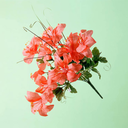 clairecatalog avatar