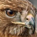 clairvoyantclove avatar