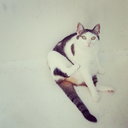 clandestine-strata avatar