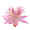 clandestrines avatar