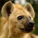 clanhyena avatar