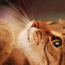 clansofasorock avatar