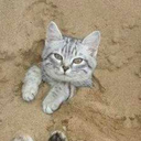 clansofthegalapagos avatar