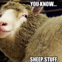 clapsheep avatar