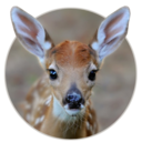 claramusifidusi avatar