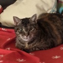 clareithromycin avatar