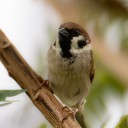 clarythericebot avatar