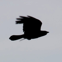 claspsthecrag avatar