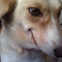 classicappa-blog avatar