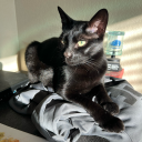 classicblackcat avatar