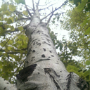 classiccannibal avatar