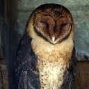 classicvermin avatar