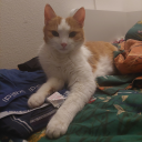 classykingdomcat avatar