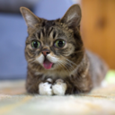 classykittyyyyy avatar