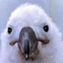 classyplatypi avatar