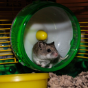 claudethehamster-blog avatar