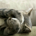 claudiaasteffania avatar