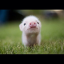 claudiafillol98 avatar