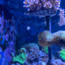 claw-scintillation avatar