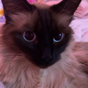 clayderogatorybutsilly avatar