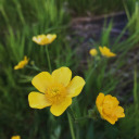 clear-blue-grace avatar