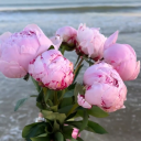 clearcollectorbluebird avatar