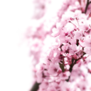 clearflavor-blog avatar