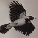 cleargreyskies avatar