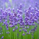 clearhottubwerewolf avatar