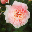 clearlydifferentrecordcollector avatar