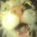 clearmoon-expert avatar