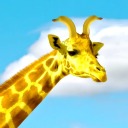 clearobservationmoon avatar