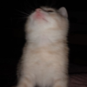 clearsongkoala avatar