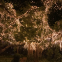 cleartacozinecookie avatar