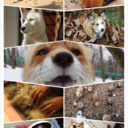 clemens-leonis avatar