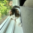 clericvalkyrie avatar