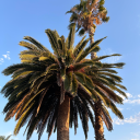 cleverfestivalheart avatar