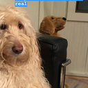 cliffthedoodle avatar