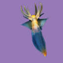 clionidae avatar